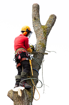 Arborists in Calgary, Edmonton, Kelowna, Vernon and all Western Canada Arborists in Calgary, Edmonton, Kelowna, Vernon and all Western Canada