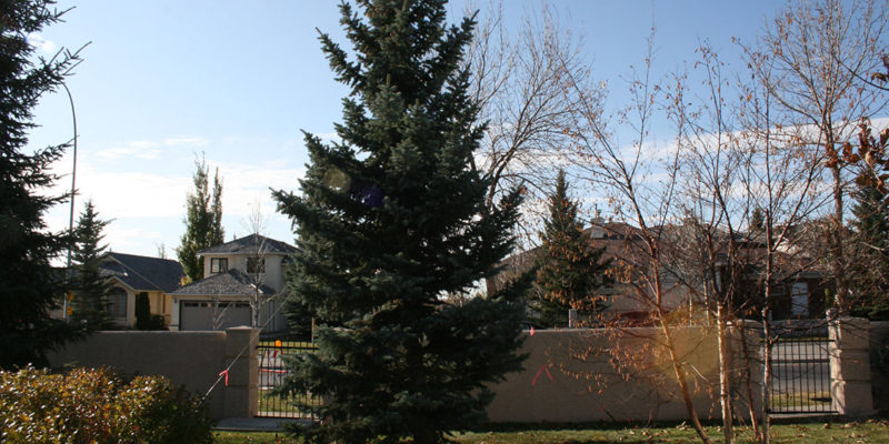 Low Maintenance Trees For Your Yard Arborcare Tree Service Of Managing The Yard Space Around Home That Task Involves More Than Mowing Lawn And Pulling Weeds It Also Entails Landscaping A