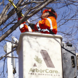 ISA Certified Arborist in Calgary, Edmonton, Kelowna, Vernon & All Western Canada