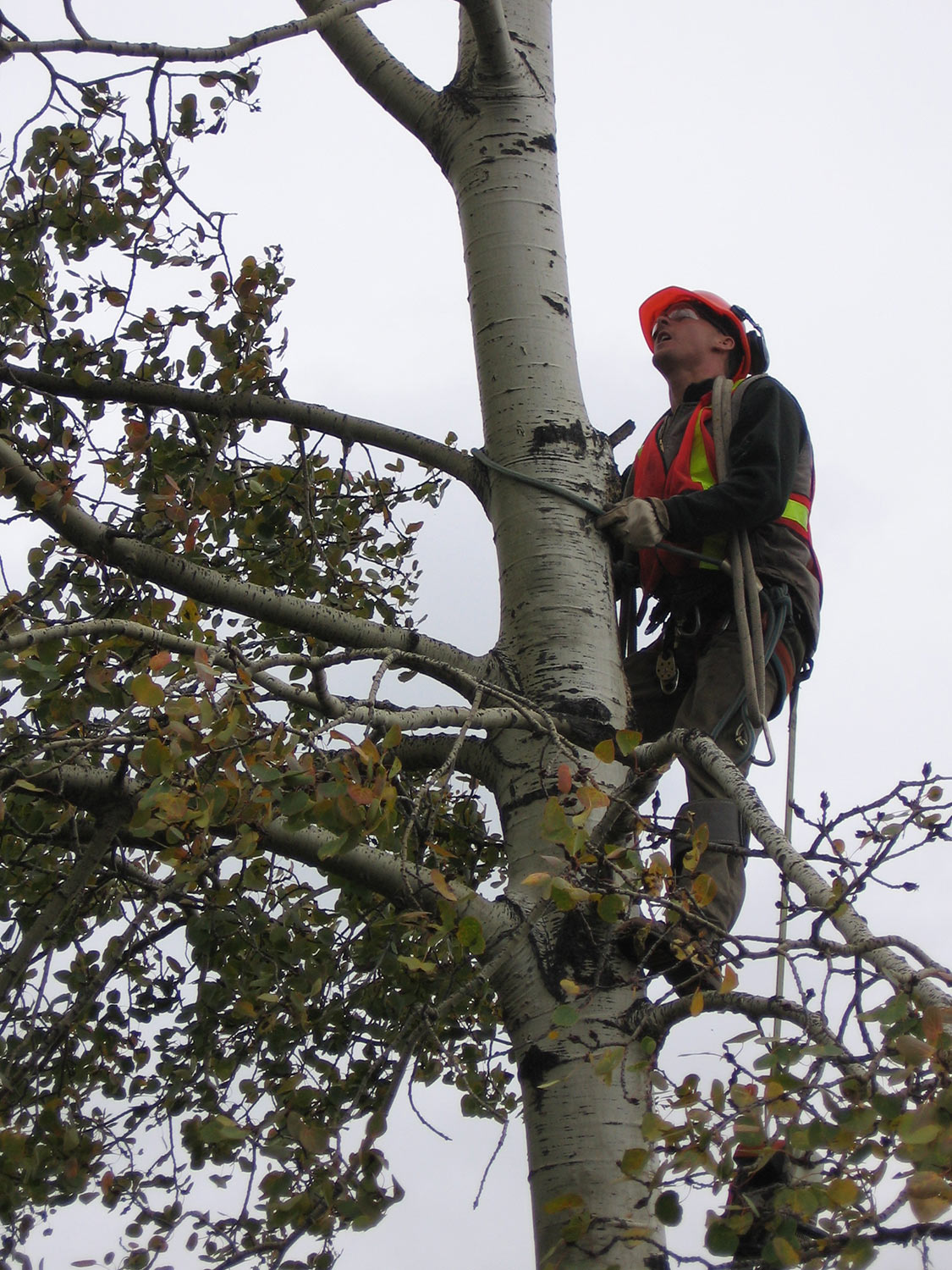 Utility Tree Trimming in Western Canada ArborCare Tree Service