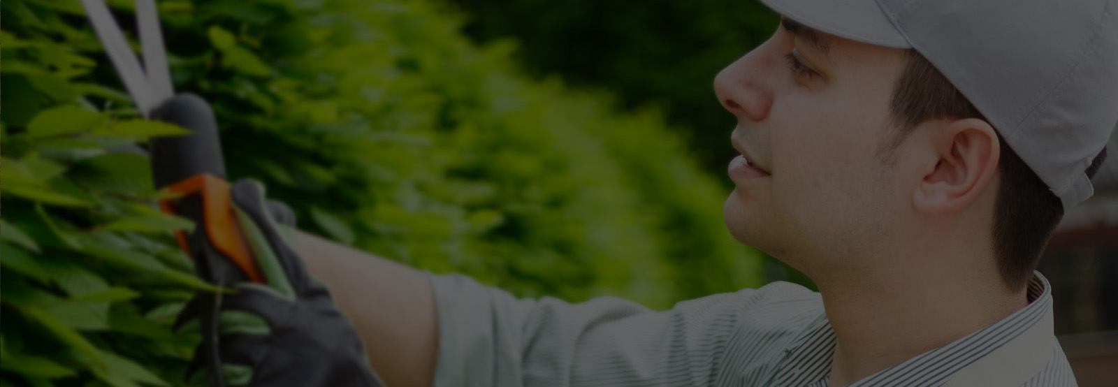 Arborist Company Serving Western Canada ArborCare Tree Service