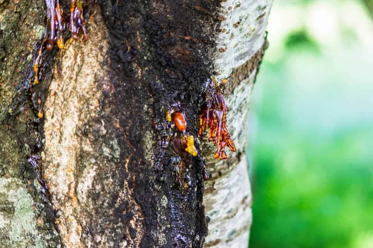 cytospora canker disease on tree