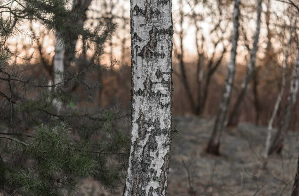 birch tree affected by dieback disease