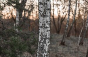 birch tree affected by dieback disease