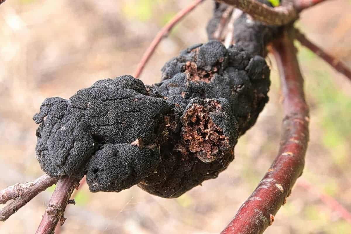 black knot disease on tree