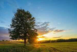 dropmore linden tree