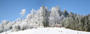 evergreens in winter