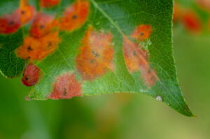 green tree leaf affected by fireblight disease