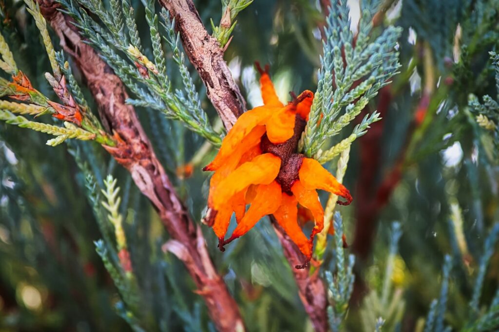 juniper hawthorn rust disease