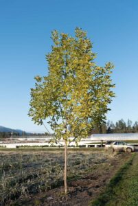 prairie spire green ash tree