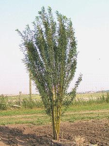 sutherland caragana tree