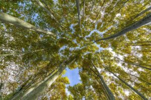 trees affected by bronze leaf disease