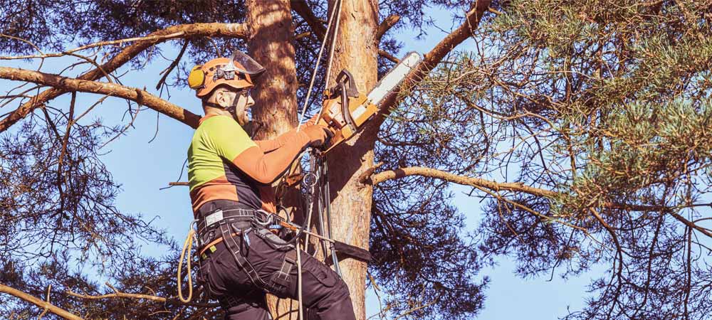 services-pruning