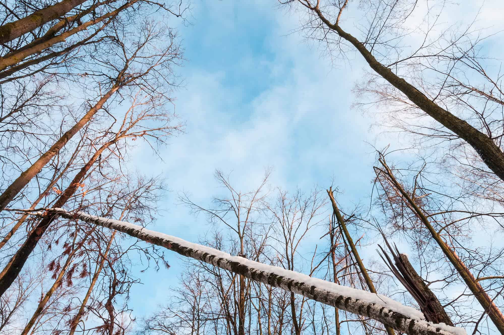 winter tree damage