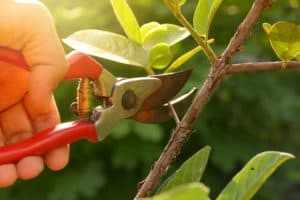 Tree Pruning