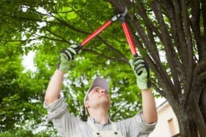 tree pruning