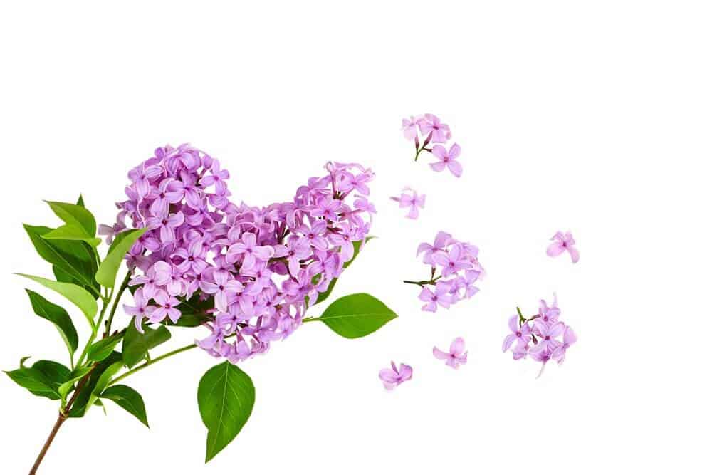 Lilac Lilac Bushes