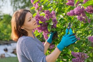 woman pruning lilac tree