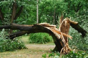 falling tree