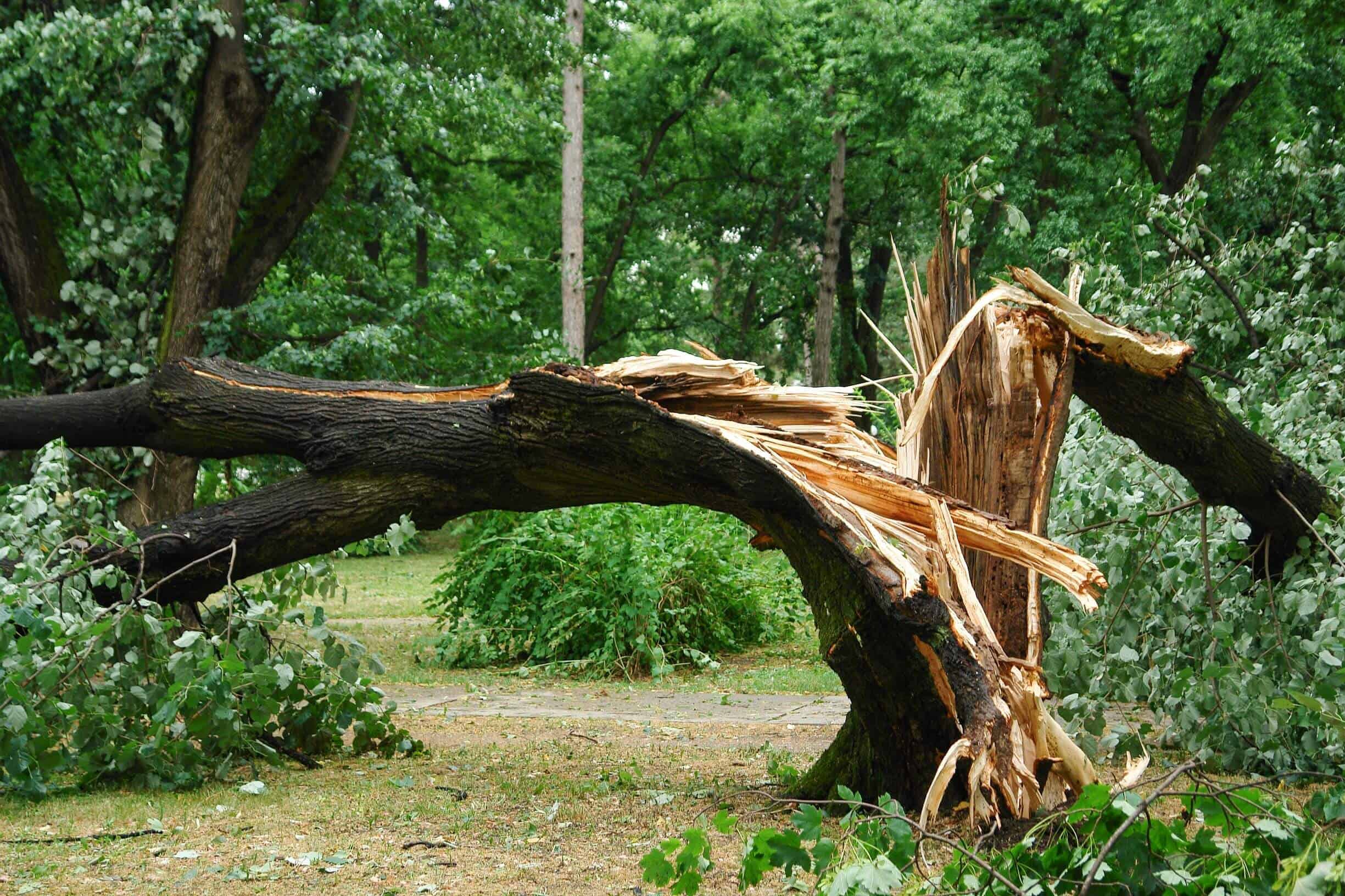 What You Should Know About Falling Trees ArborCare