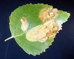 Leaf Miner Example