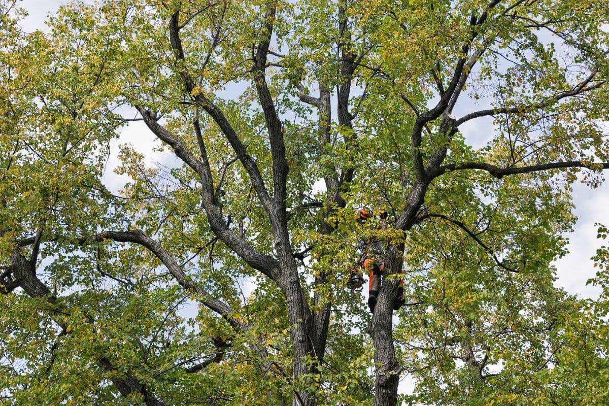 Picture of an arborist cutting a tree crown