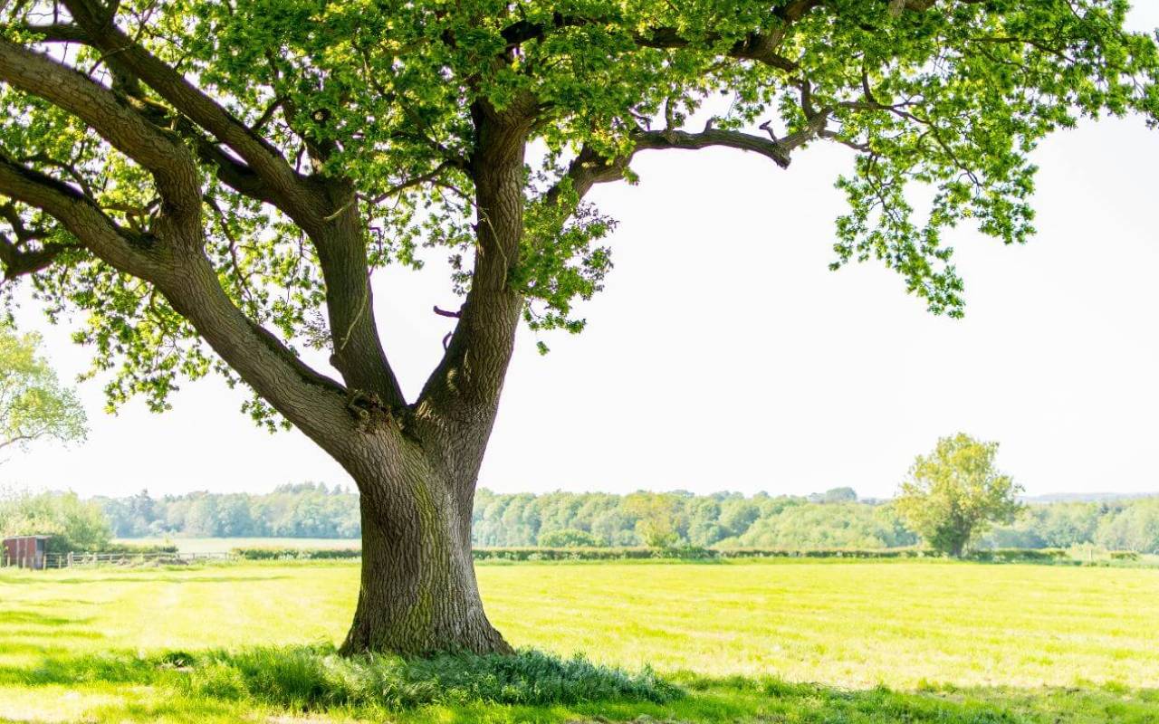 Image of a tree with a filed and a forest in the background