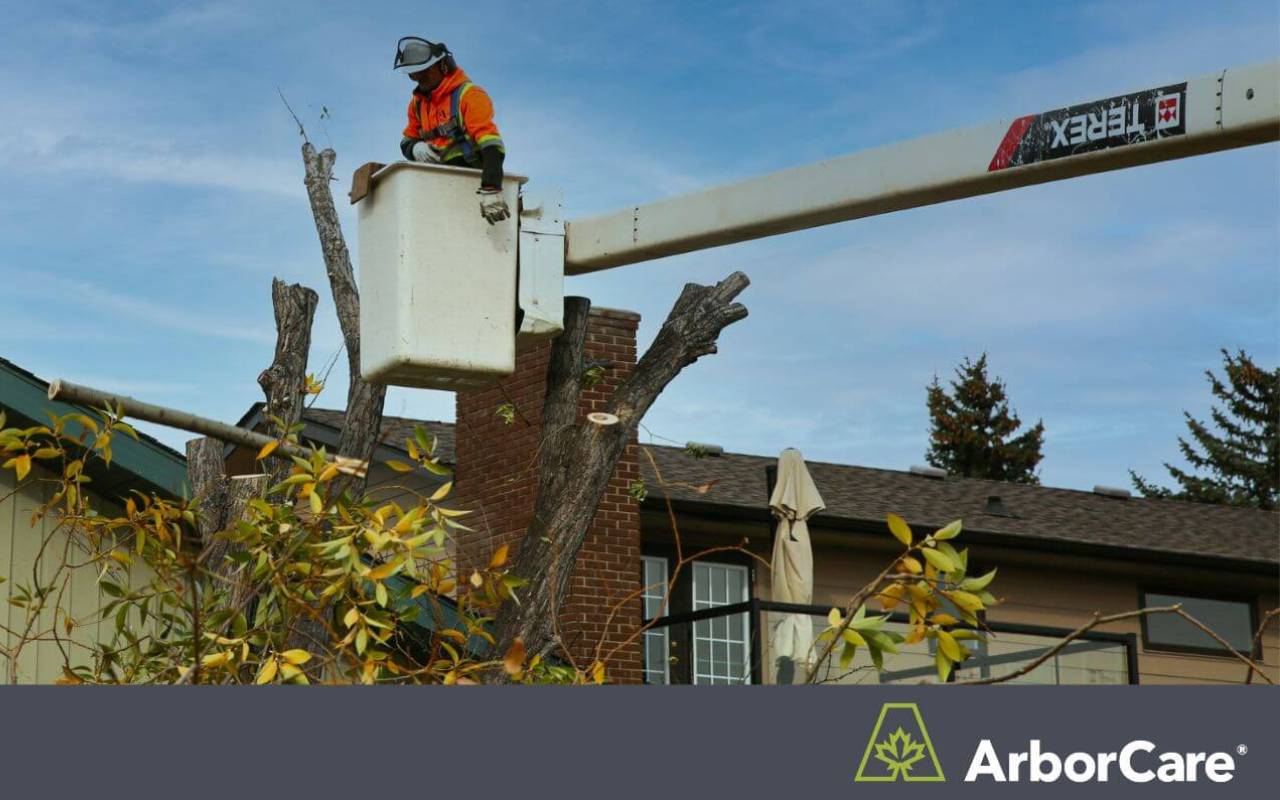 Suspended arborist cutting down a tree branch