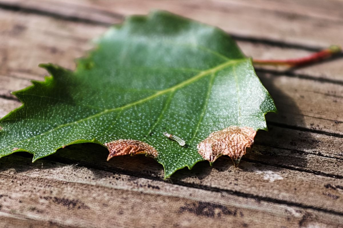 Leaf at wood floor