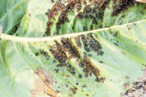 Aphids on a leaf