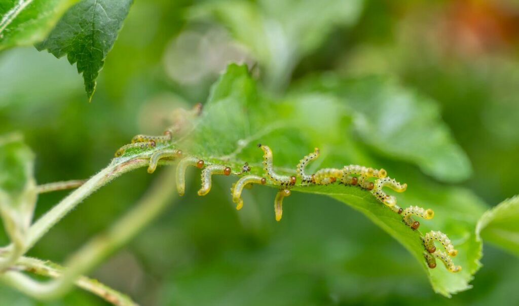 Sawfly larvae on a leaf