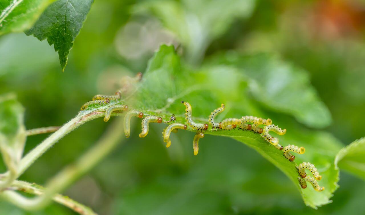 How To Get Rid Of Sawfly Larvae On Your Trees ArborCare®