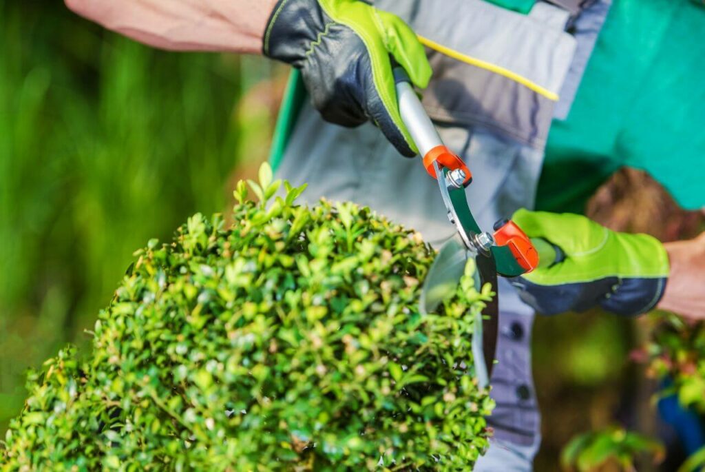 Close up of a gardener wearing gloves cutting the bushes