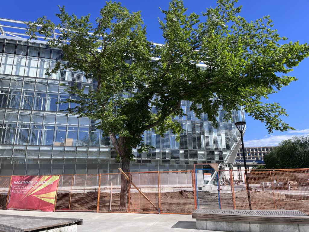 tree protected by ArborCare for MacKimmie Complex Redevelopment