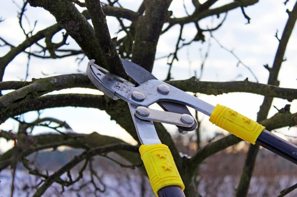 pruning elm tree