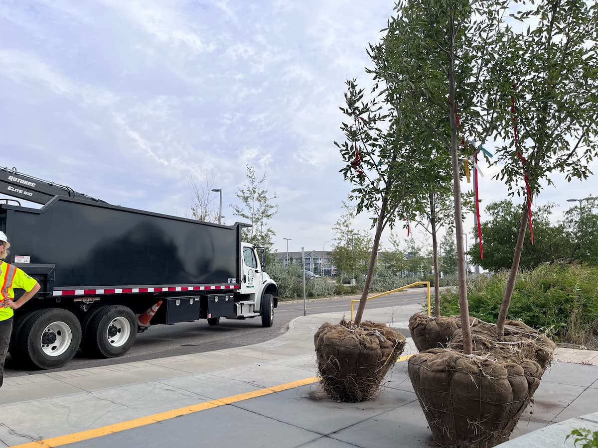 ArborCare arborists at commercial tree planting project