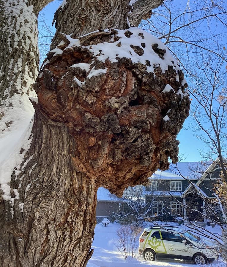 Small Knot Lite Burl Wood