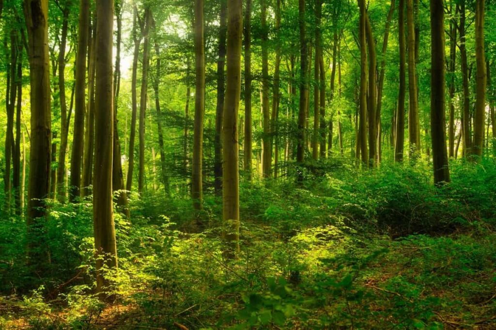 trees in forest