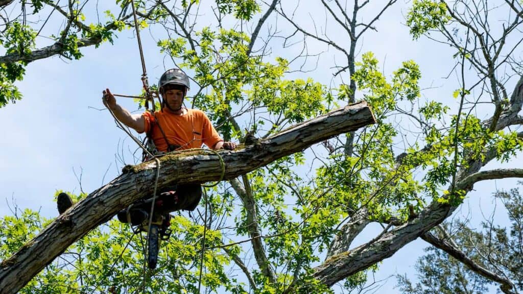 professional arborist pruning tree