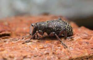 closeup of spruce weevil insect