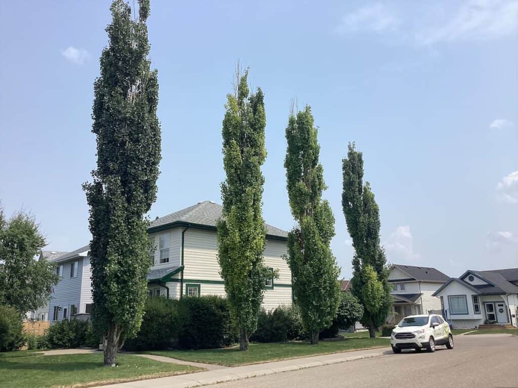 columnar aspen trees in Calgary