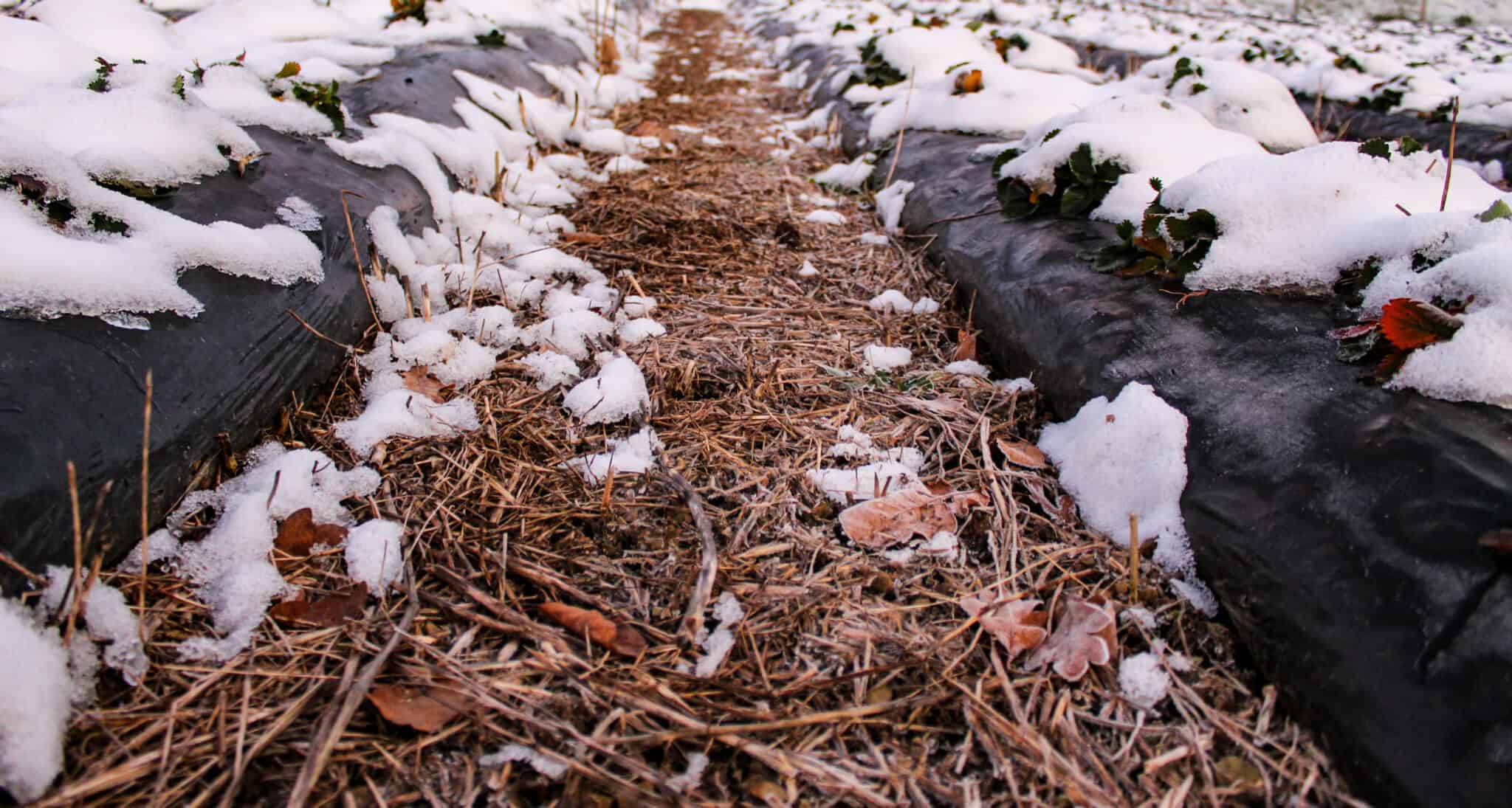 Mulch Your Trees this Winter ArborCare®